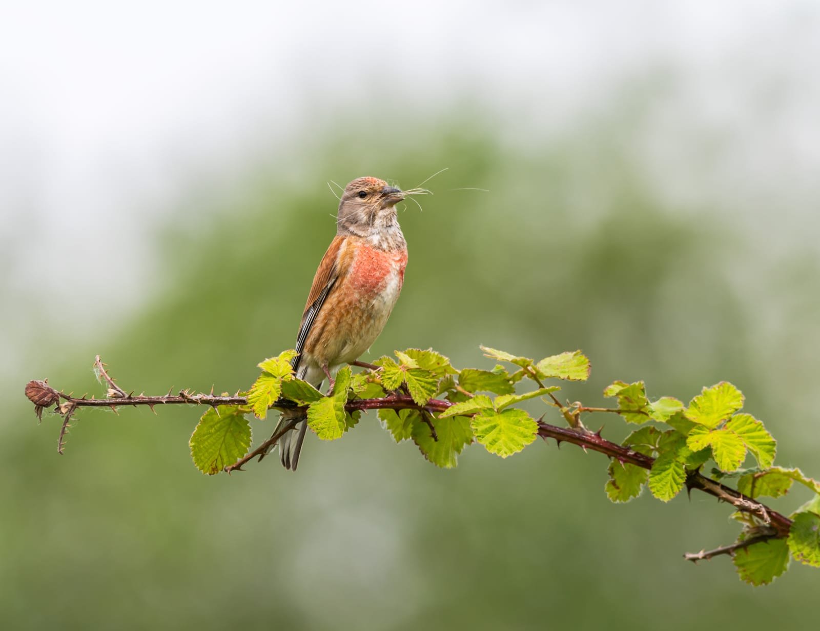 Birdwatching Tourism Boom in Colombia