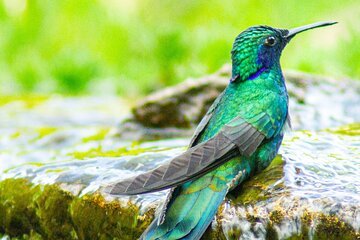 Hummingbird Watching Private Tour (4 Hrs.)