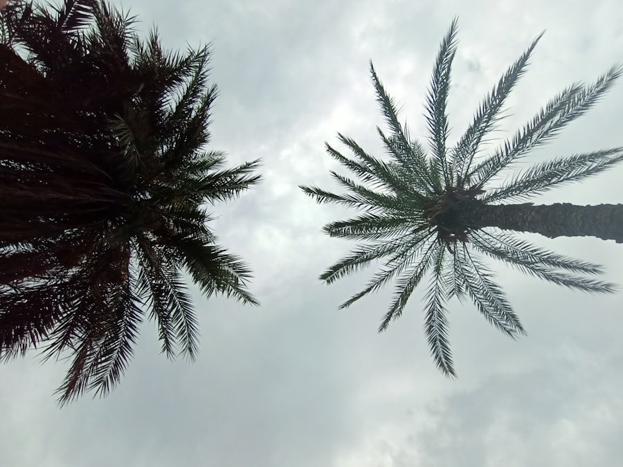 Discover the Enchanting Beauty of Cocora Valley: A Must-See Destination